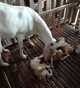 Kambing Melahirkan Kambing Melahirkan 2 Anak